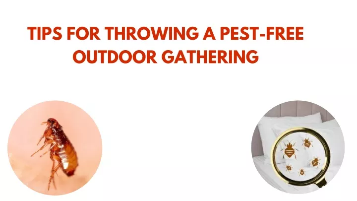 tips for throwing a pest free outdoor gathering
