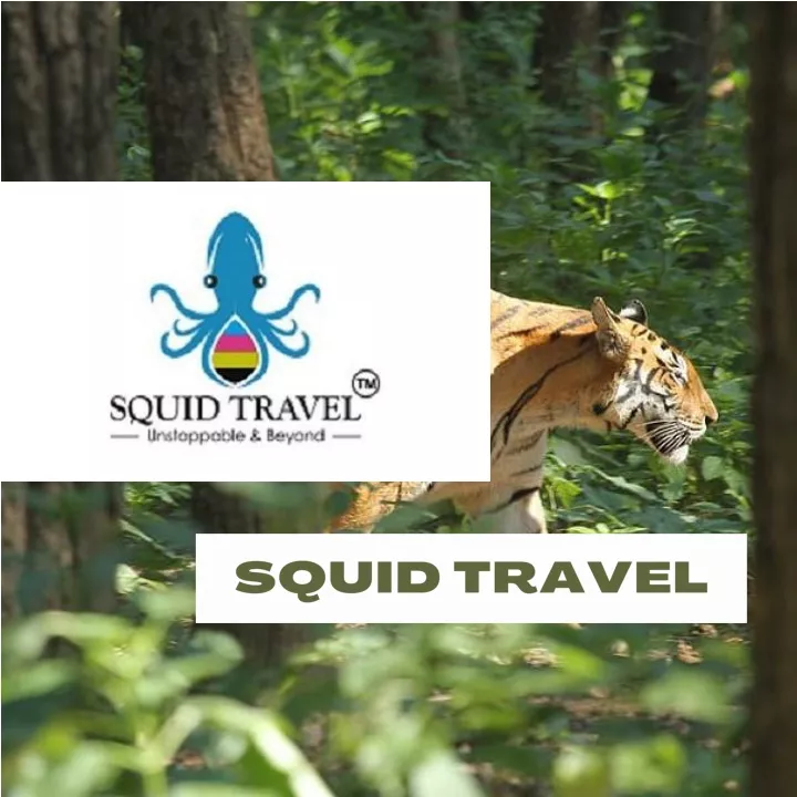 squid travel