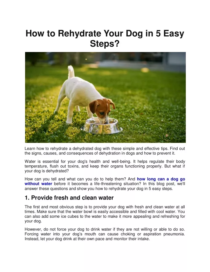 how to rehydrate your dog in 5 easy steps