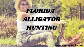 Florida alligator hunting: Experience the Wild Side