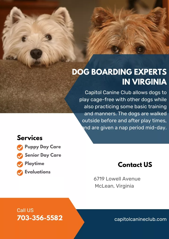 dog boarding experts
