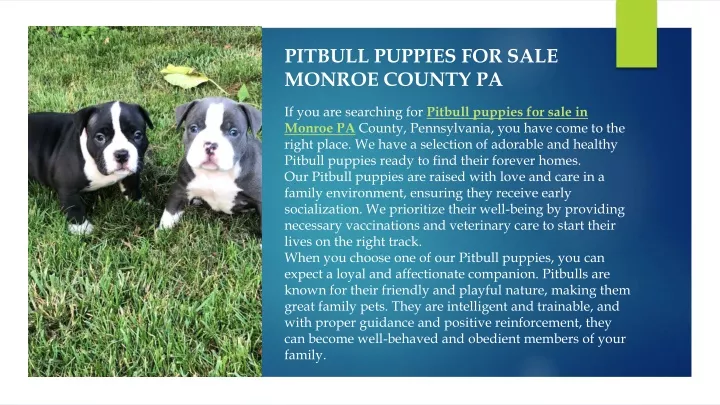 pitbull puppies for sale monroe county pa