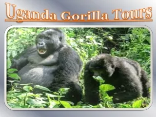 Uganda Gorilla Tours