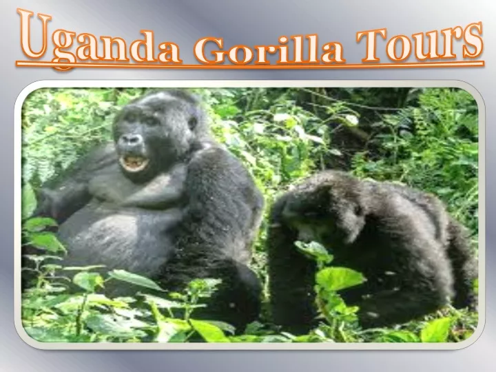 uganda gorilla tours