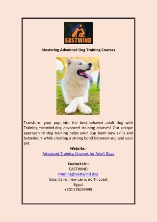 Mastering Advanced Dog Training Courses