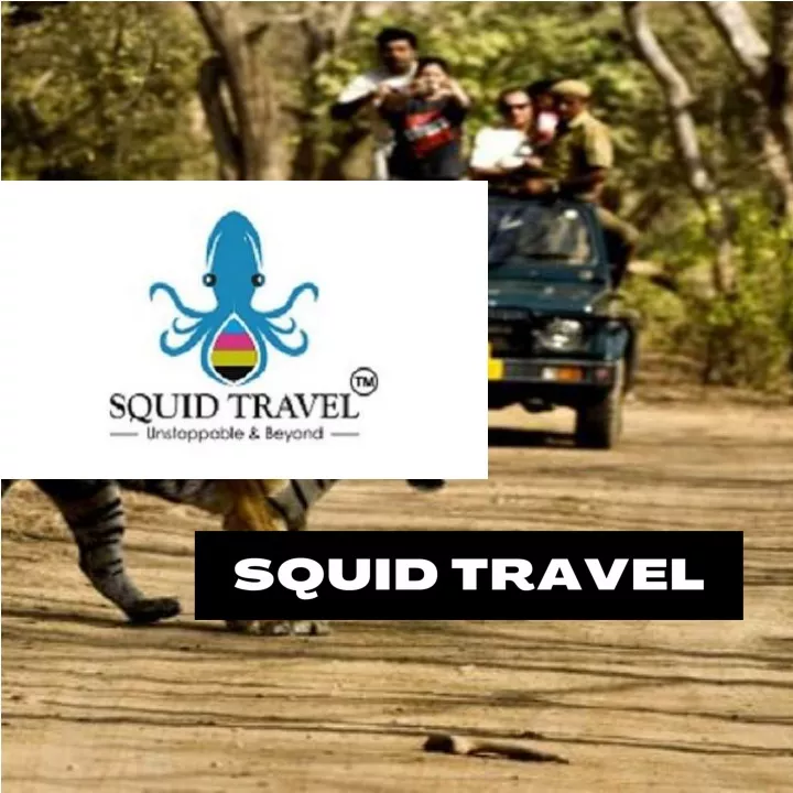 squid travel