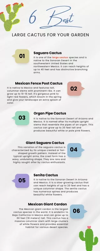 Checkout 6 Best Large Cactus for your garden