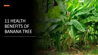 11 HEALTH BENEFITS OF BANANA TREE