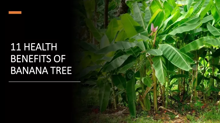 11 health benefits of banana tree