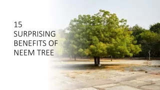15 SURPRISING BENEFITS OF NEEM TREE