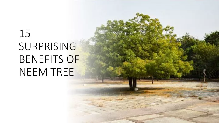 15 surprising benefits of neem tree