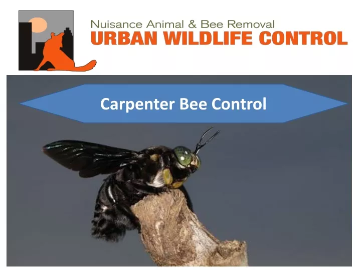 carpenter bee control