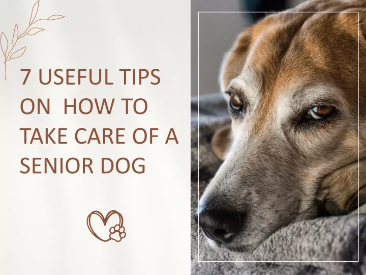 7 useful tips on how to take care of a senior dog
