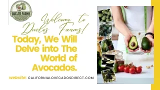 Avocados: A Nutritional Powerhouse