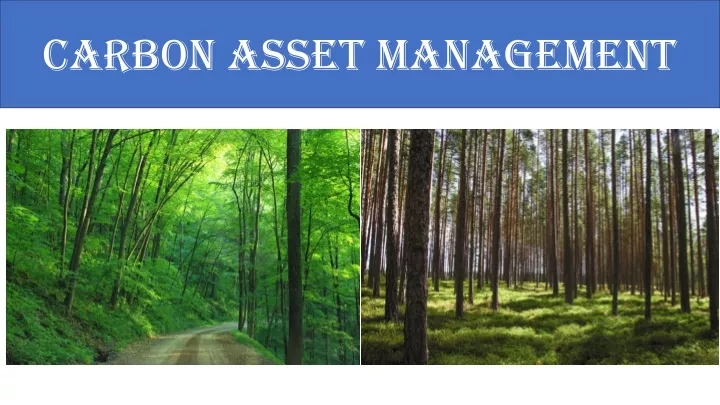 carbon asset management