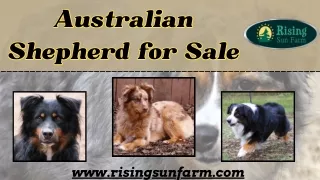 Australian Shepherd for Sale: Get Your Perfect Companion