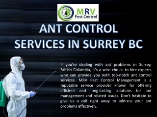 Ant Control Services In Surrey Bc