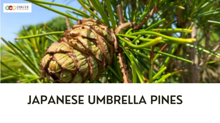 japanese umbrella pines