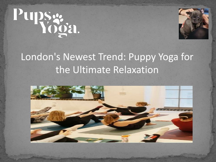 london s newest trend puppy yoga for the ultimate