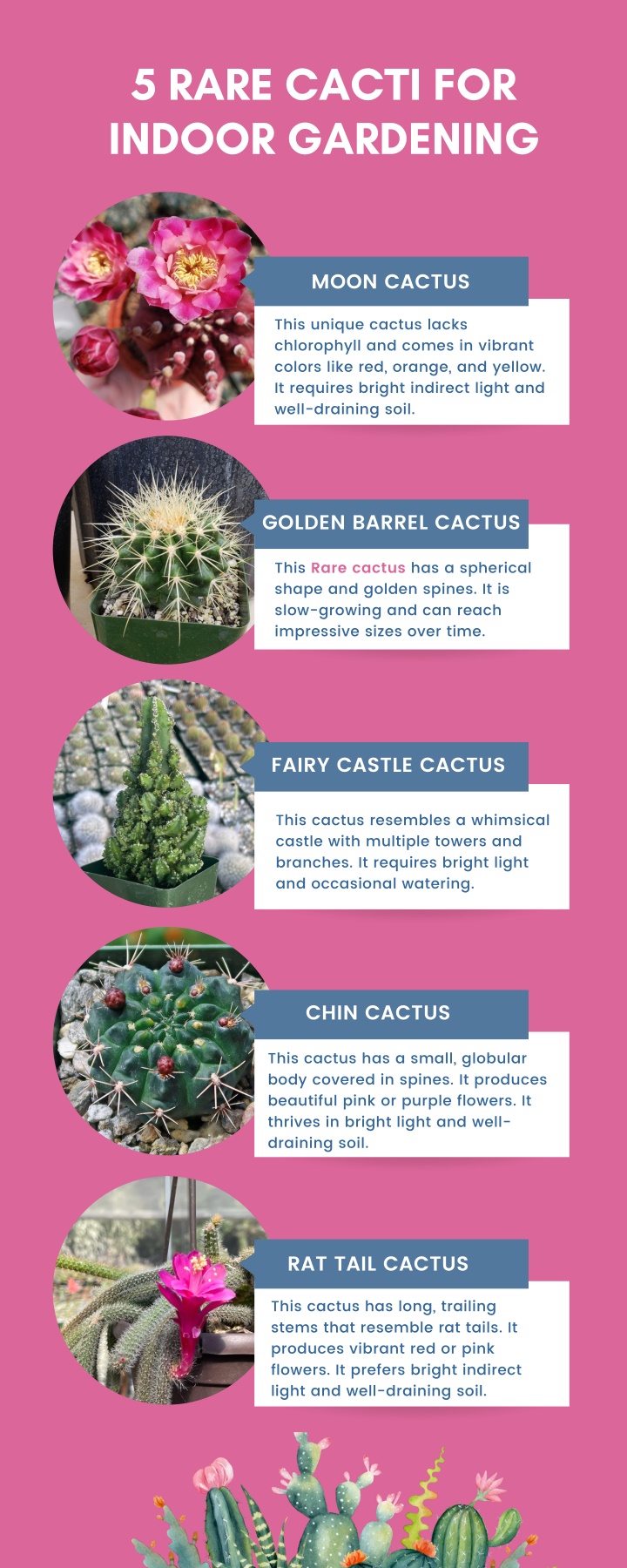 5 rare cacti for indoor gardening
