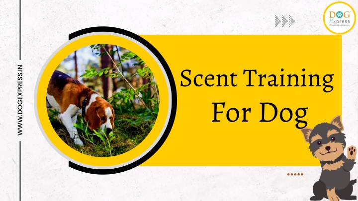 scent training for dog