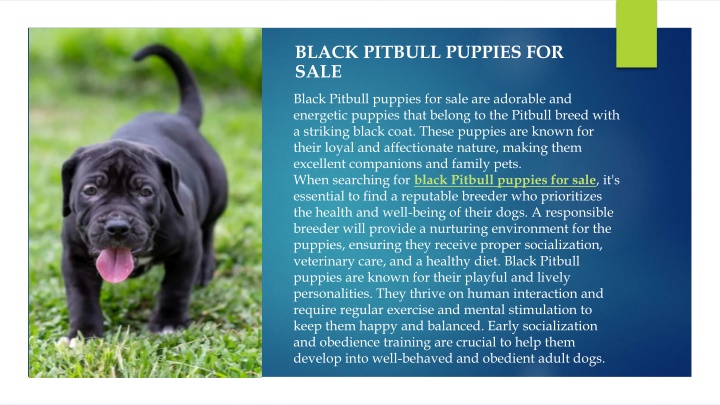 black pitbull puppies for sale