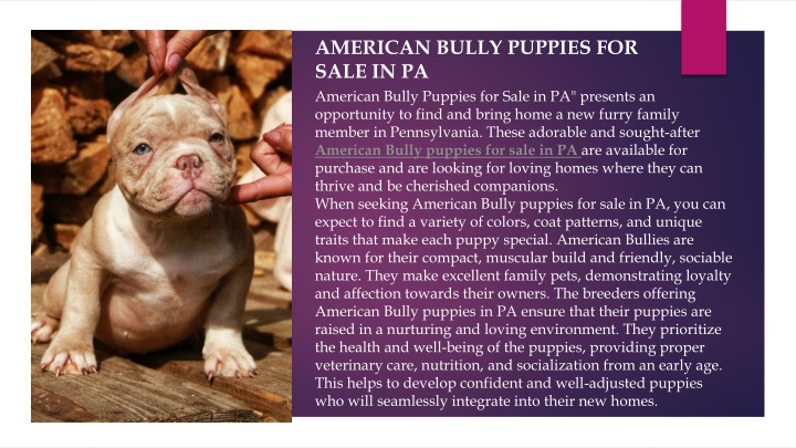 american bully puppies for sale in pa