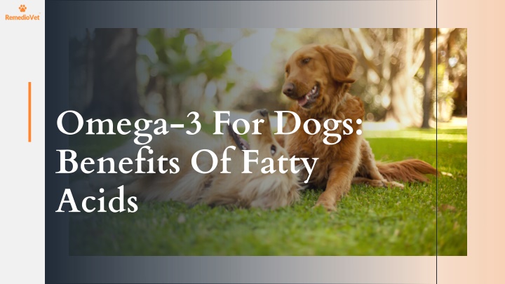 omega 3 for dogs benefits of fatty acids