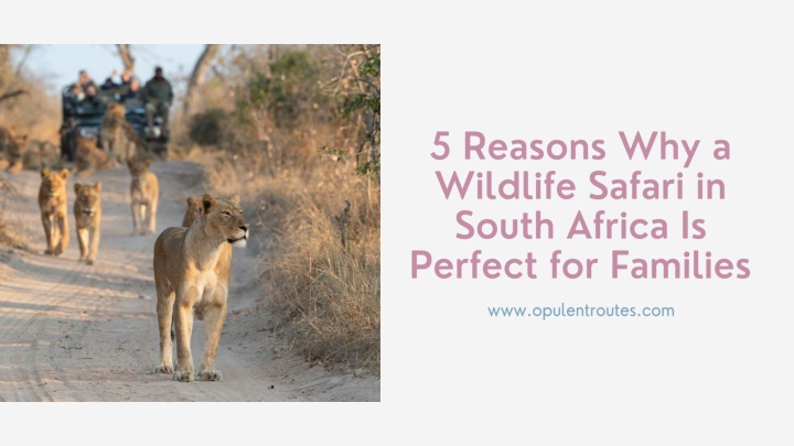 5 reasons why a wildlife safari in south africa