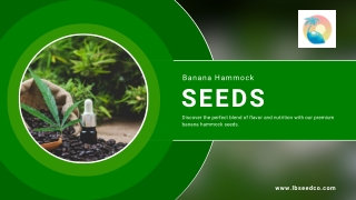 Banana Hammock Seeds - LB Seed Co
