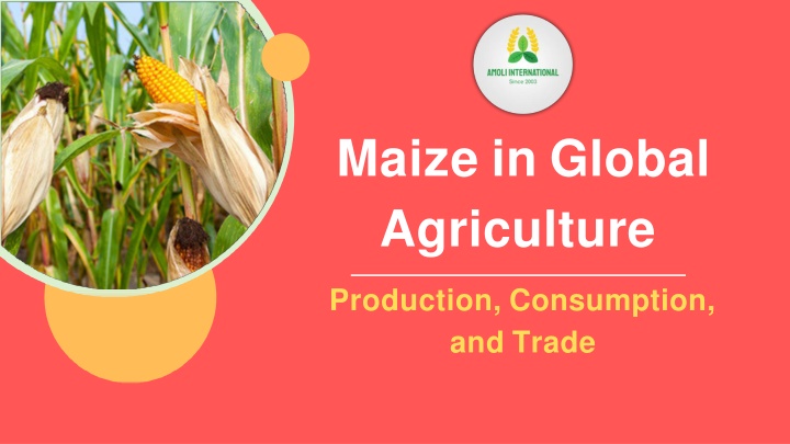 maize in global agriculture