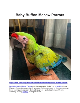 Baby Buffon Macaw Parrots