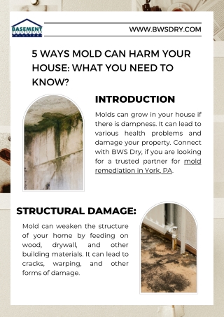 5 Ways Mold Can Harm Your House What You Need to Know (3)