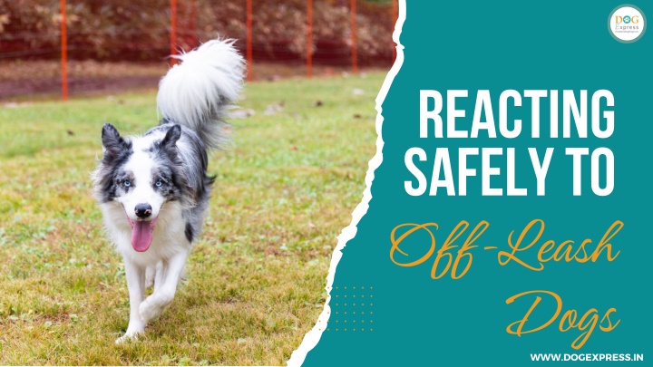 reacting safely to off leash