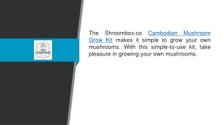 Cambodian Mushroom Grow Kit Shroombox.co