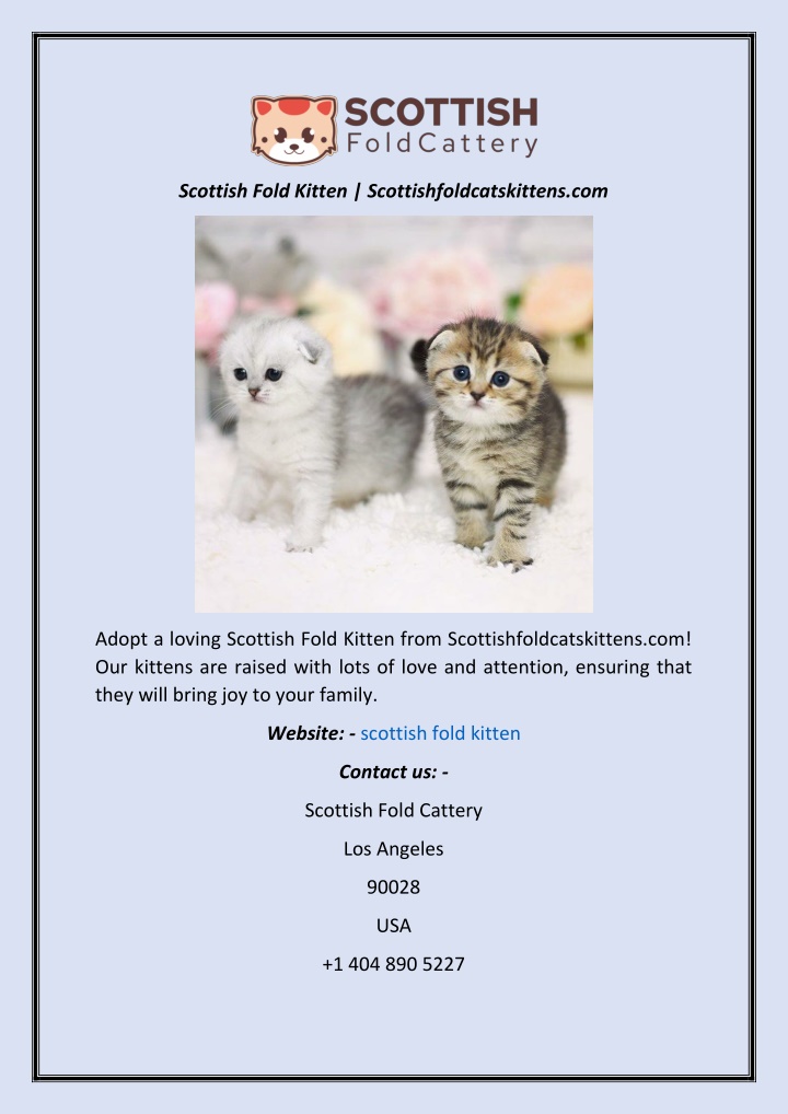 scottish fold kitten scottishfoldcatskittens com