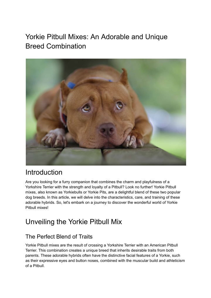 yorkie pitbull mixes an adorable and unique breed