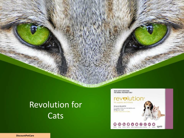 revolution for cats