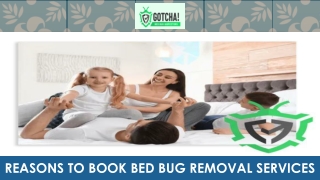 reasons to book bed bug removal services