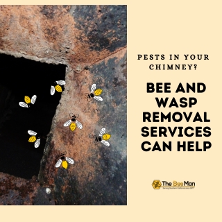 Pest in Your Chimney? Bee and Wasp Removal Services Can Help