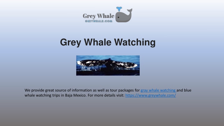 grey whale watching