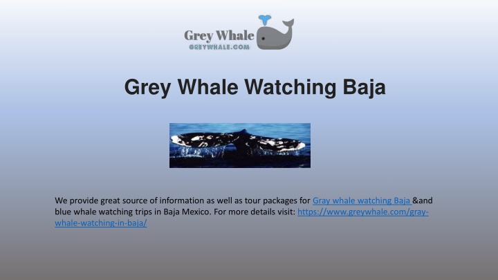 grey whale watching baja