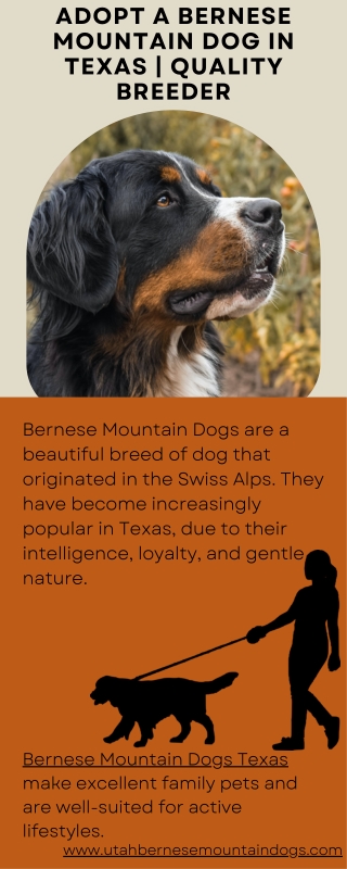 Adopt a Bernese Mountain Dog in Texas  Quality Breeder