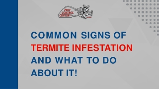 Common Signs of Termite Infestation and What to Do About It!