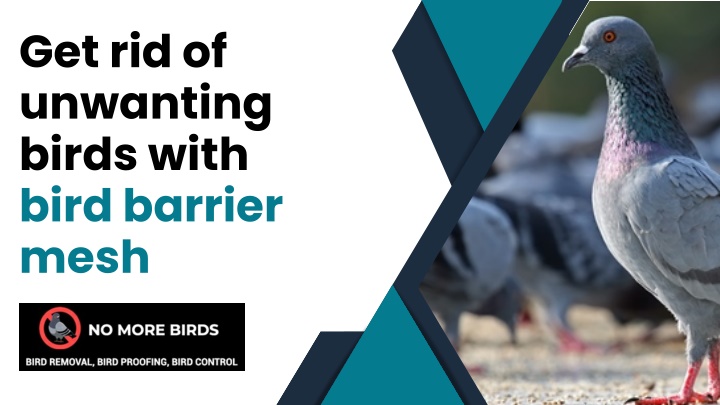 get rid of unwanting birds with bird barrier mesh