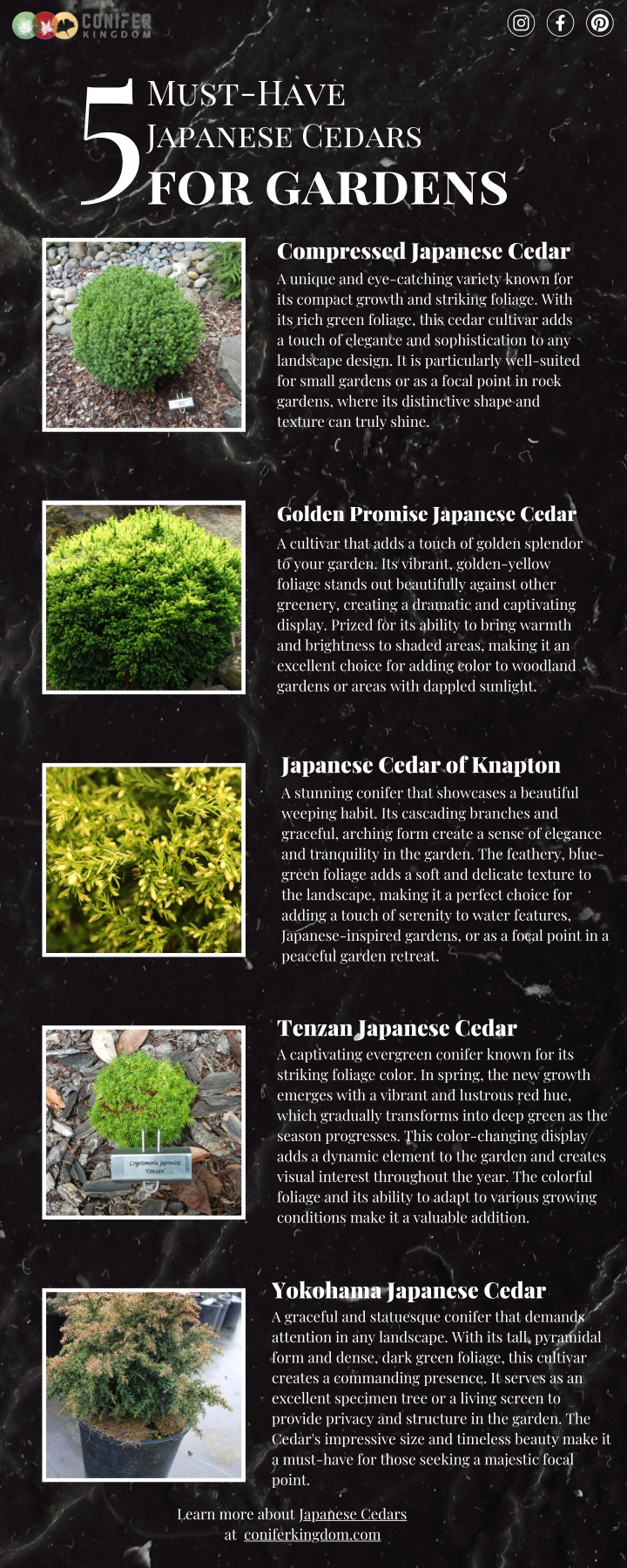 japanese cedars for gardens 5