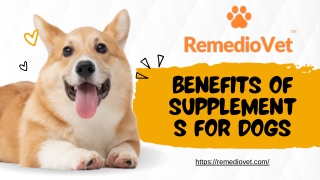 Benefits of Supplements for Dogs