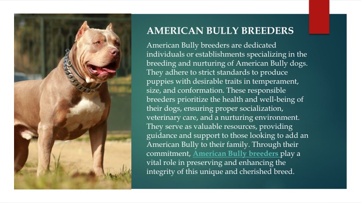 american bully breeders