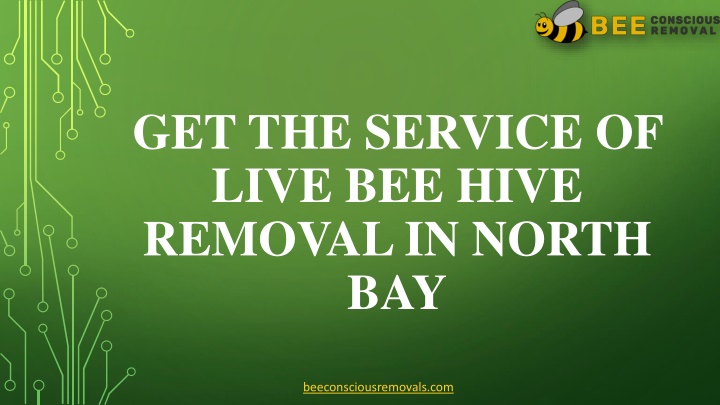 get the service of live bee hive removal in north bay