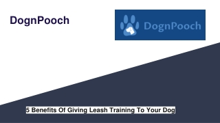 5 Benefits Of Giving Leash Training To Your Dog